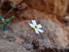 Jamesbrittenia megadenia