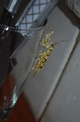 Pseudocreobotrina
