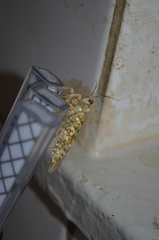 Pseudocreobotrina