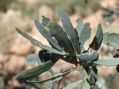 Boscia foetida