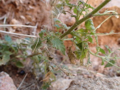 Jamesbrittenia megadenia