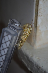 Pseudocreobotrina