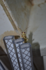 Pseudocreobotrina