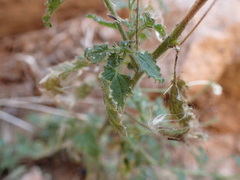 Jamesbrittenia megadenia