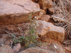 Jamesbrittenia megadenia