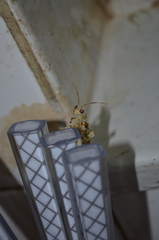 Pseudocreobotrina