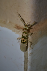 Pseudocreobotrina