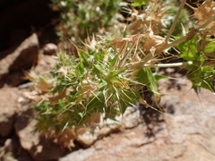 Berkheya spinosissima