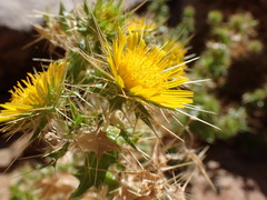 Berkheya spinosissima