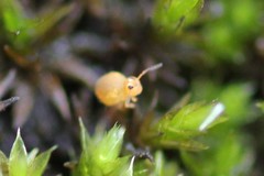 Sminthurinus henshawi