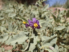 Solanum burchellii