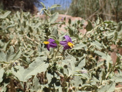 Solanum burchellii