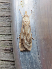 Occidentalia comptulatalis