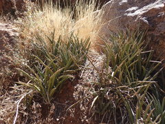 Dracaena aethiopica, photograph Mahomed Desai, CC BY, iNaturalist via GBIF