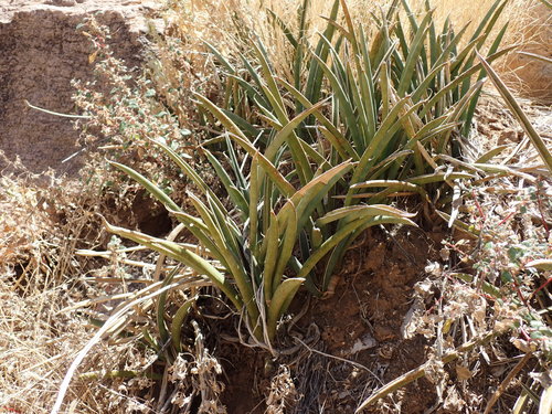 Dracaena aethiopica, photograph 4