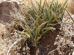 Dracaena aethiopica, photograph Mahomed Desai, CC BY, iNaturalist via GBIF