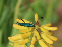 Hypocrites scabriusculus