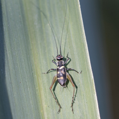 Phylloscyrtus amoenus