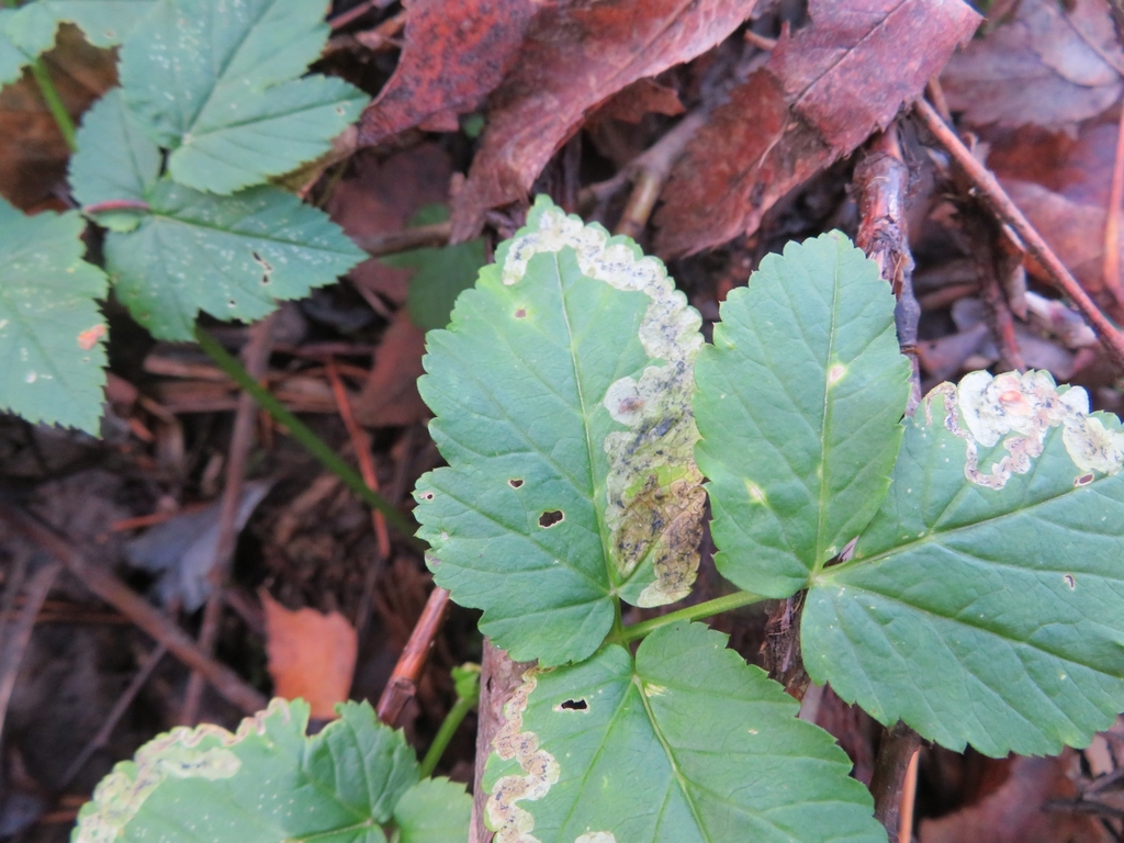 Phytomyza podagrariae