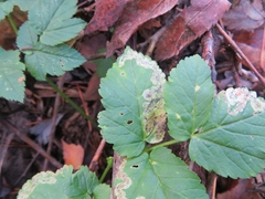 Phytomyza podagrariae