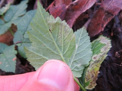 Phytomyza podagrariae