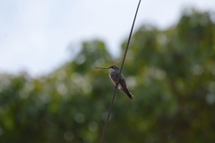Heliomaster squamosus