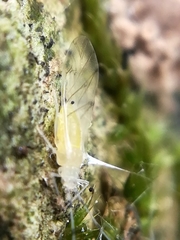 Calaphidina