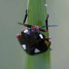 Chinavia erythrocnemis