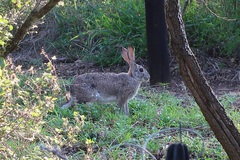 Lepus saxatilis