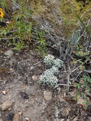 Coryphantha octacantha