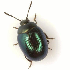 Phaedon viridis