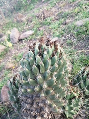 Coryphantha octacantha