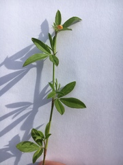 Stylosanthes biflora