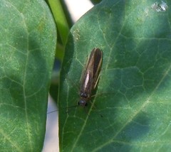 Chimarra marginata