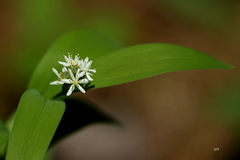Maianthemum stellatum