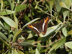 Adelpha corcyra corcyra