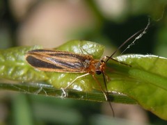 Chimarra marginata