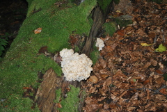Hericium alpestre