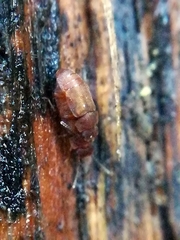 Metopsia