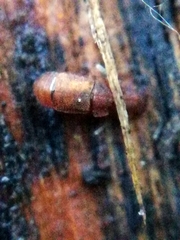 Metopsia