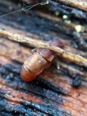 Metopsia