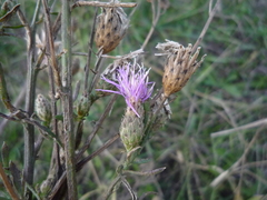 Centaurea stoebe australis