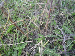 Centaurea stoebe australis