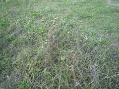 Centaurea stoebe australis