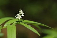 Maianthemum stellatum