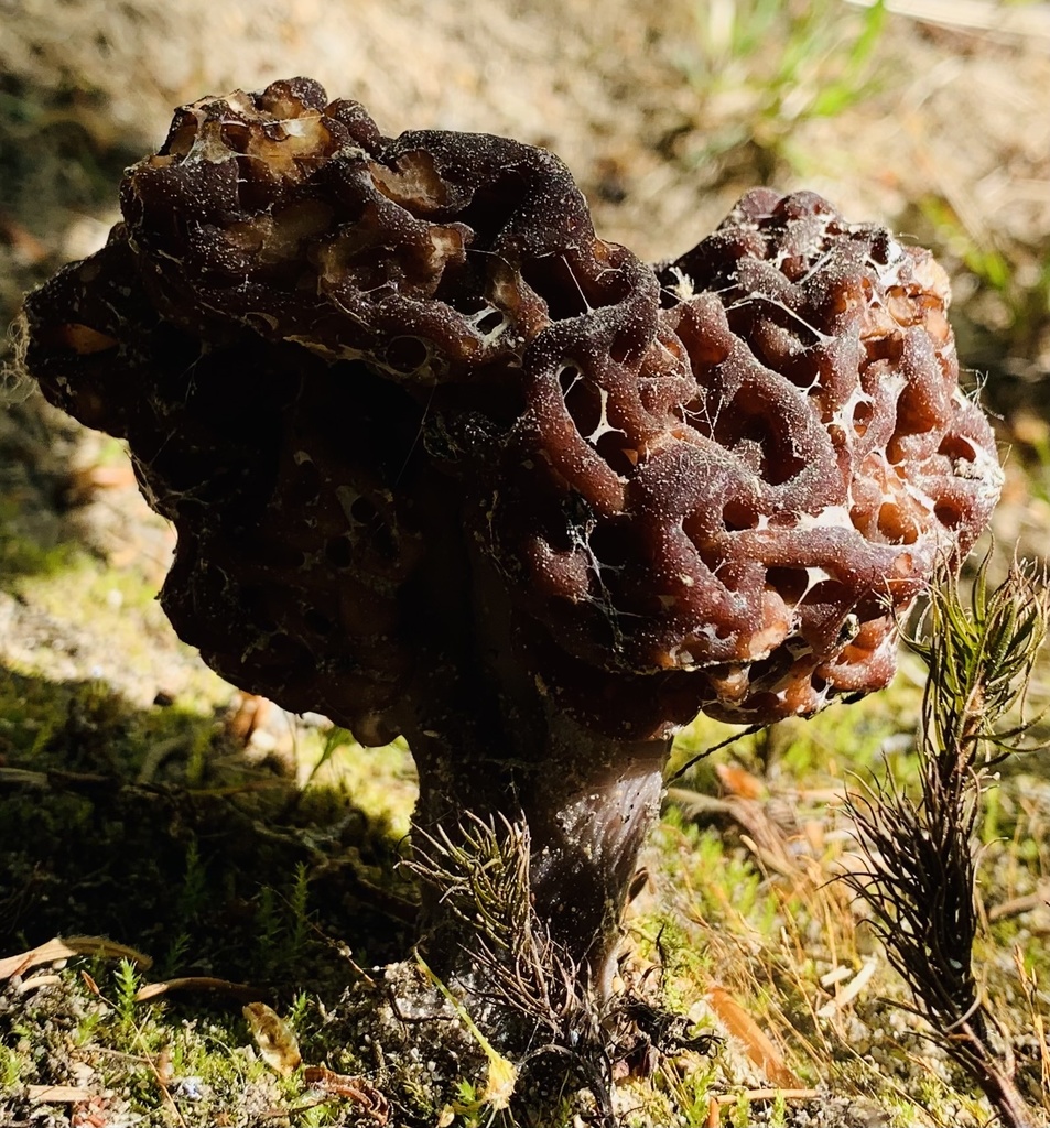 False Morel (Beefsteak Morel) — research-grade photo via iNaturalist
