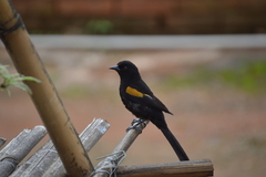 Icterus pyrrhopterus valenciobuenoi
