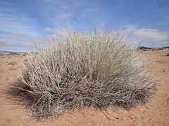 Euphorbia gregaria