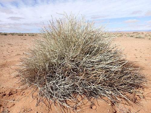 Image of Euphorbia gregaria by (c) Mahomed Desai, some rights reserved (CC BY)