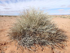 Euphorbia gregaria